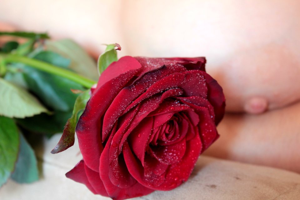 Flower Rose Red Rose Family