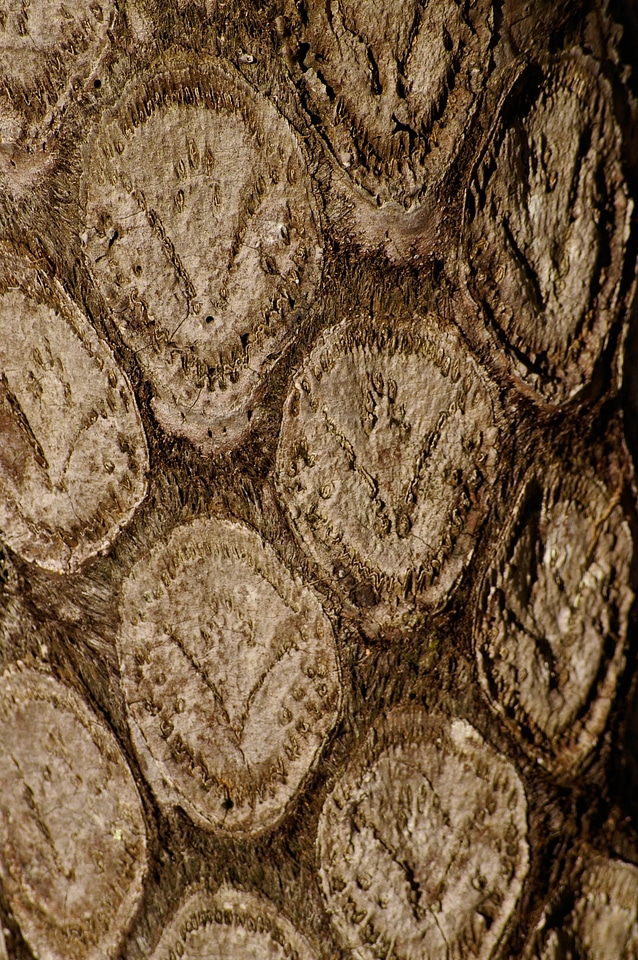 Queensland australia forest
