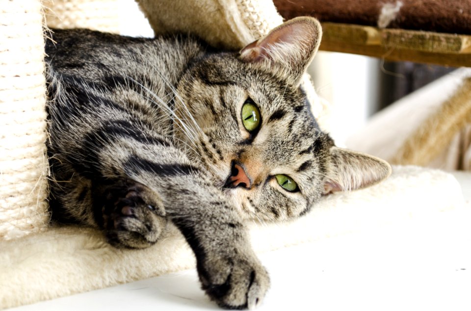 Cat Dragon Li Mammal Small To Medium Sized Cats