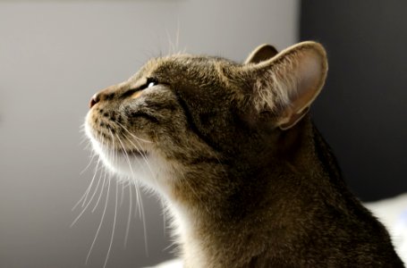 Cat Whiskers Facial Expression Mammal photo