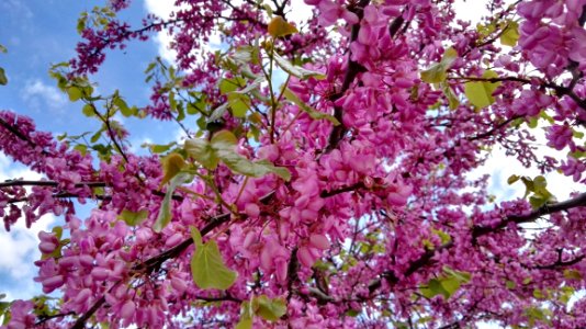 Pink Blossom Plant Branch photo