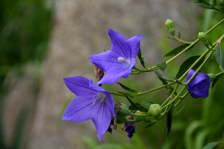 Flower Flora Plant Bellflower Family