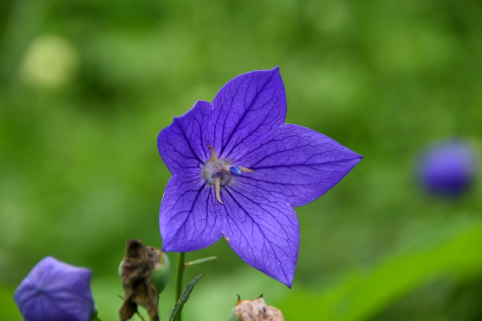 Flower Flora Plant Wildflower