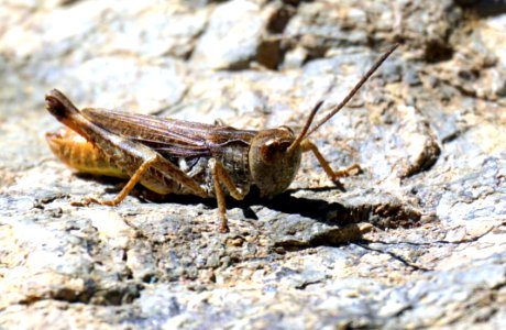 Insect Grasshopper Cricket Like Insect Invertebrate photo