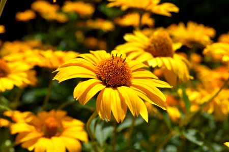 Flower Yellow Coneflower Flora photo