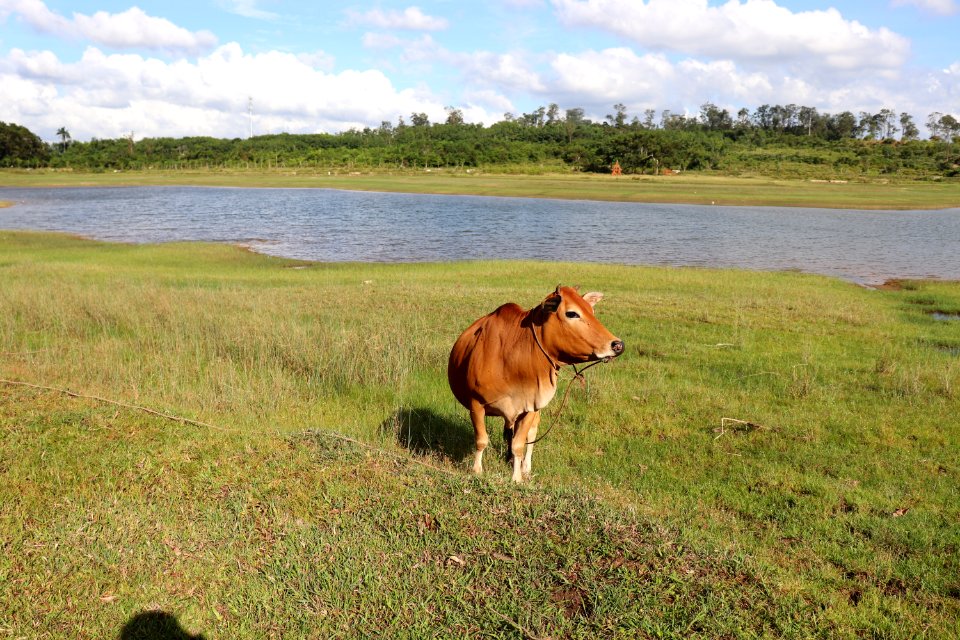 Grassland Pasture Ecosystem Nature Reserve