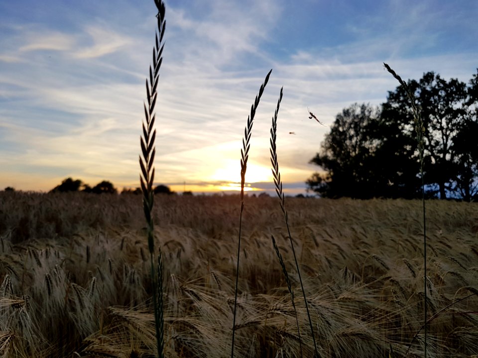 Sky Ecosystem Field Grass Family