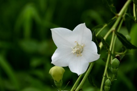 Flower Plant Wildflower Petal