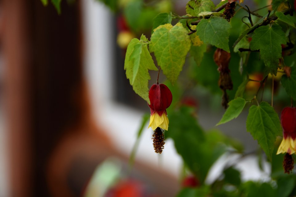 Leaf Flora Branch Plant
