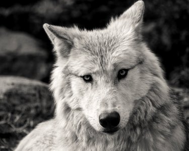 Wildlife Wolf Black And White Fauna photo
