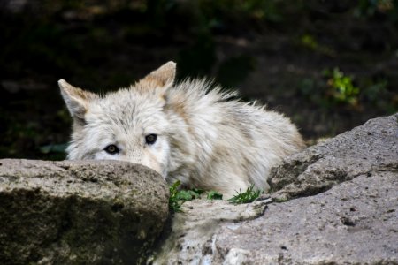 Wildlife Fauna Wolf Canis Lupus Tundrarum photo