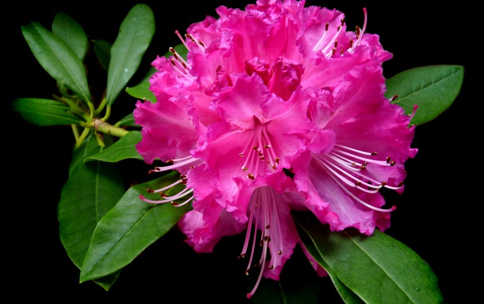 Flower Plant Pink Woody Plant