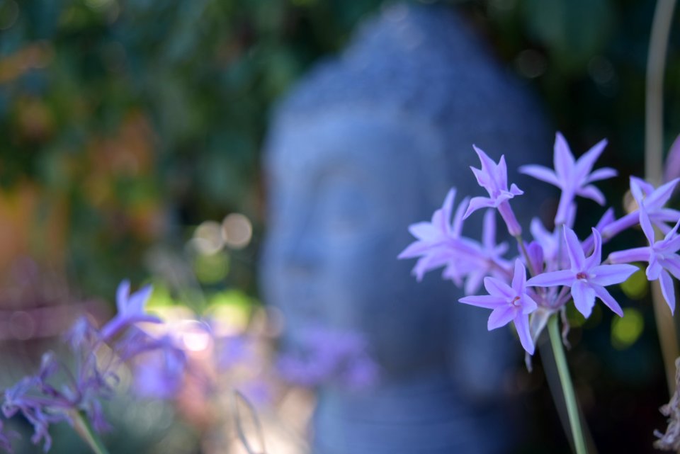 Flower Plant Purple Flora