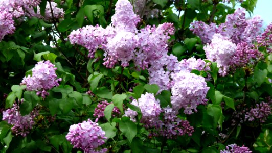 Flower Plant Lilac Flowering Plant