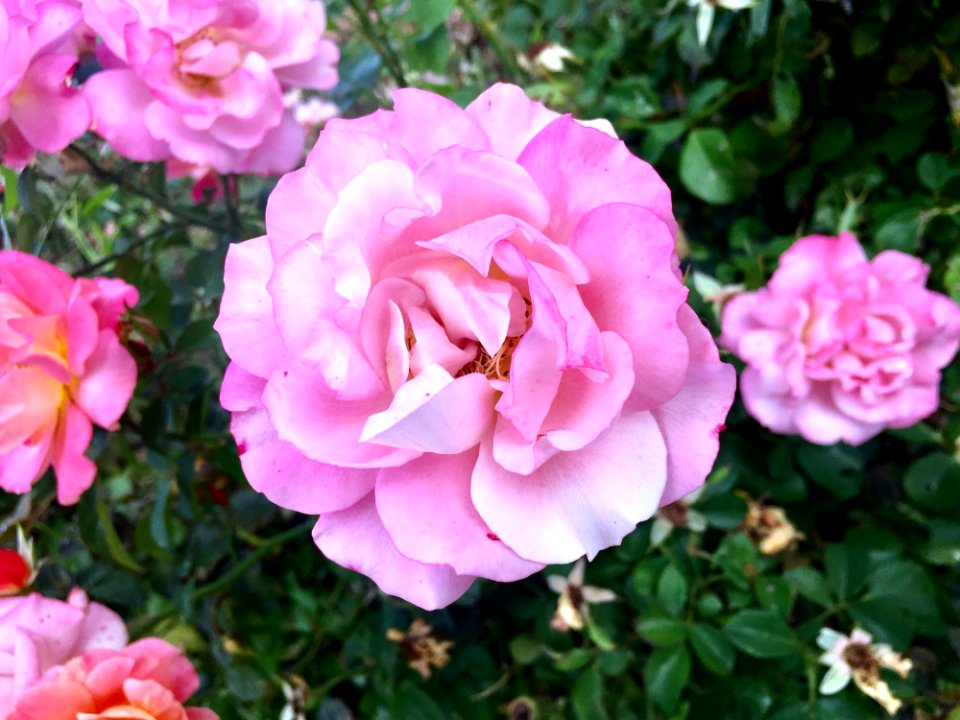 Rose Flower Rose Family Pink