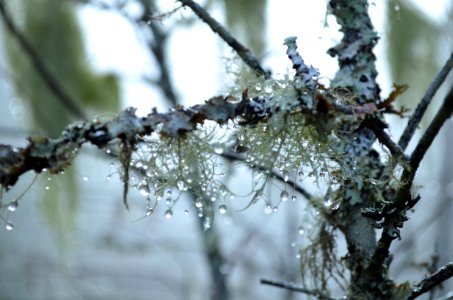 Branch Frost Tree Freezing