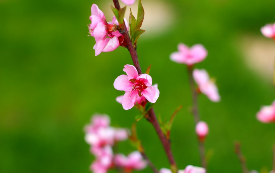 Pink Blossom Flower Branch