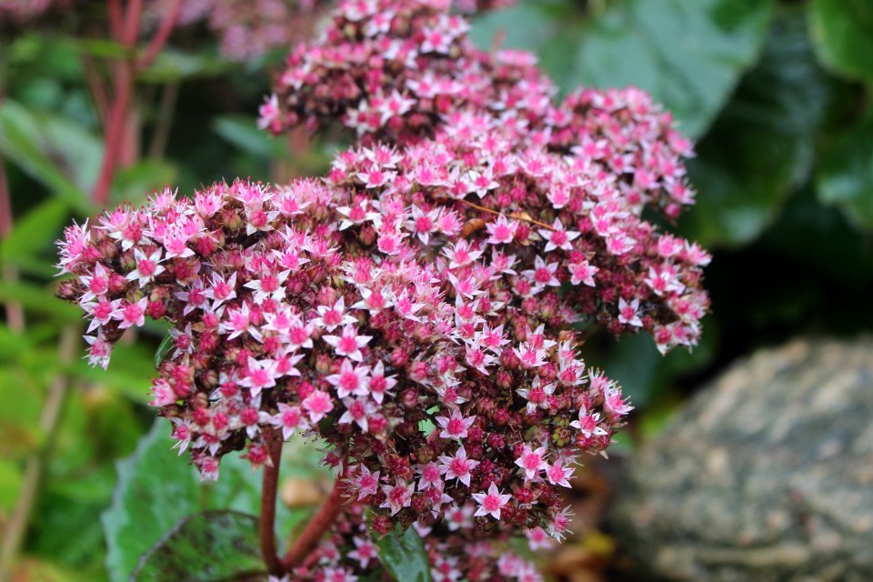 Plant Flower Flora Flowering Plant