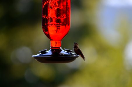 Wine Glass Bird Stemware Glass photo