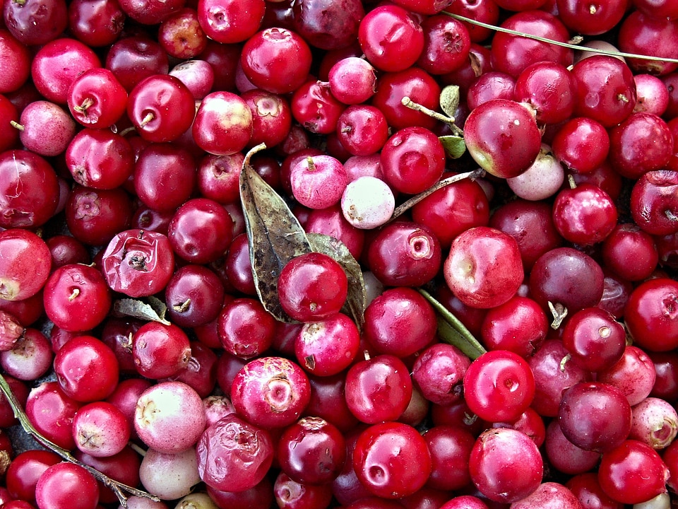 Harvest cranberry berries
