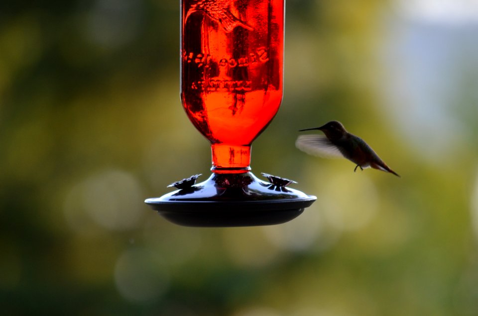 Bird Beak Hummingbird