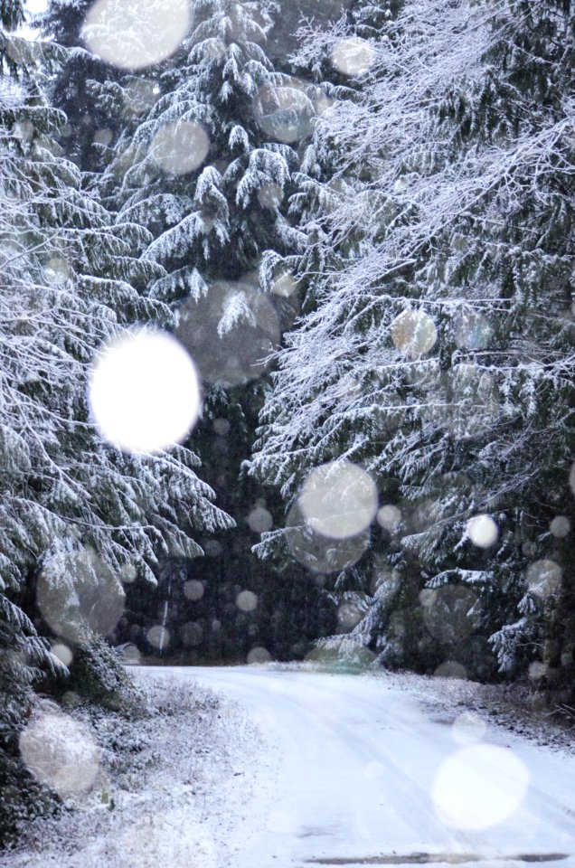 Snow Winter Freezing Tree