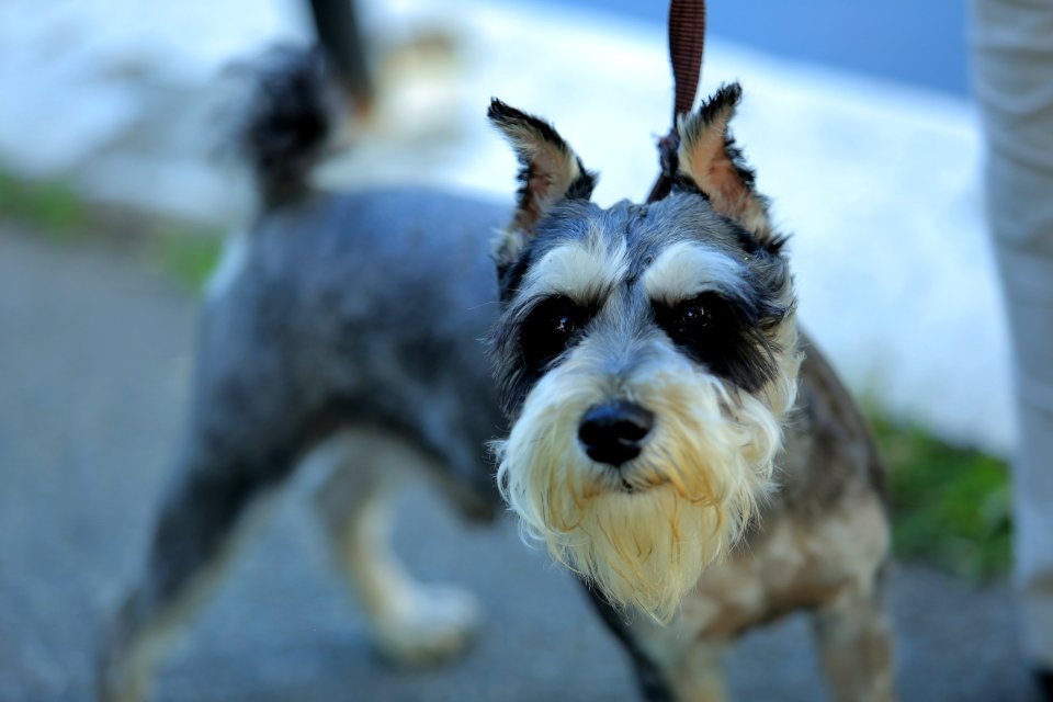 Dog Dog Like Mammal Dog Breed Miniature Schnauzer