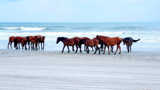 Horse Horse Like Mammal Ecosystem Herd