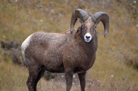 Horn Argali Terrestrial Animal Goat Antelope photo