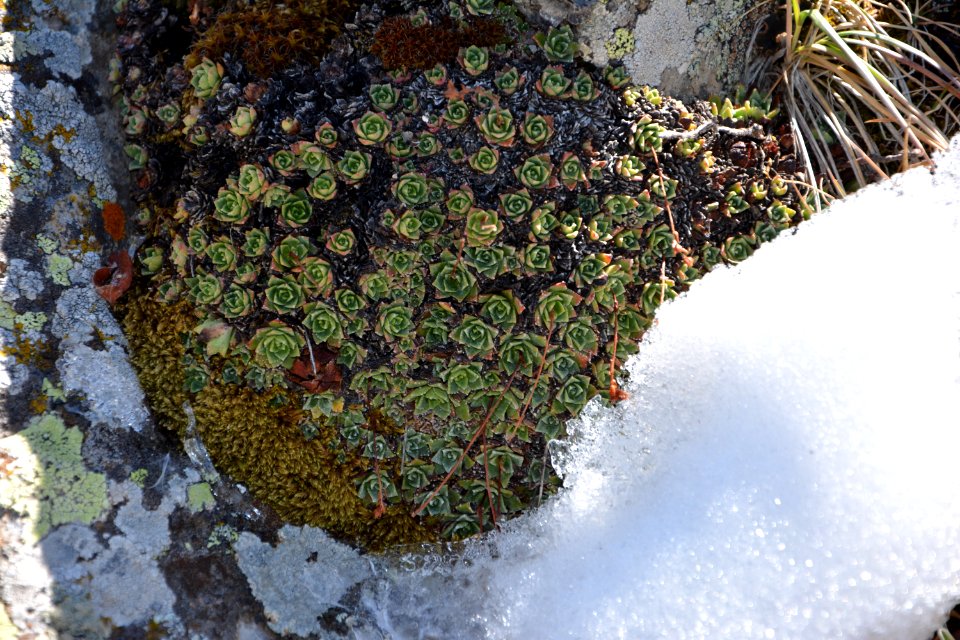 Vegetation Plant Flora Moss