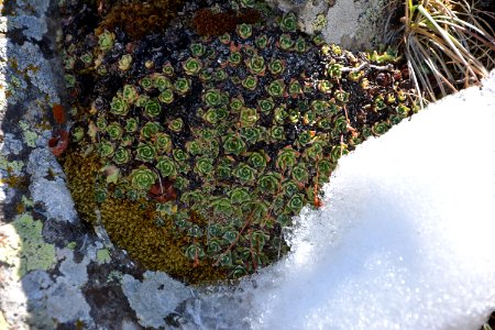 Vegetation Plant Flora Moss