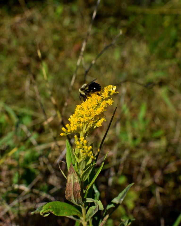 Flora Flower Plant Membrane Winged Insect