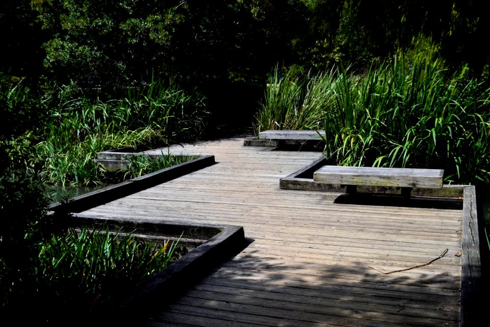 Water Walkway Path Plant