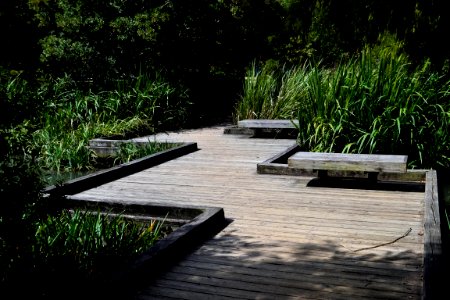 Water Walkway Path Plant