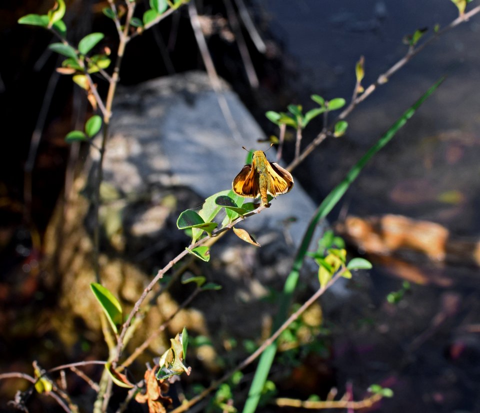 Fauna Flora Plant Leaf