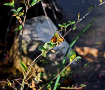 Fauna Flora Plant Leaf
