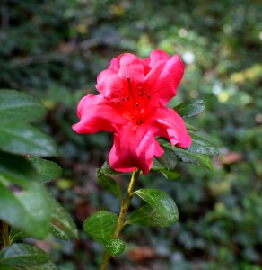 Plant Flower Woody Plant Flora