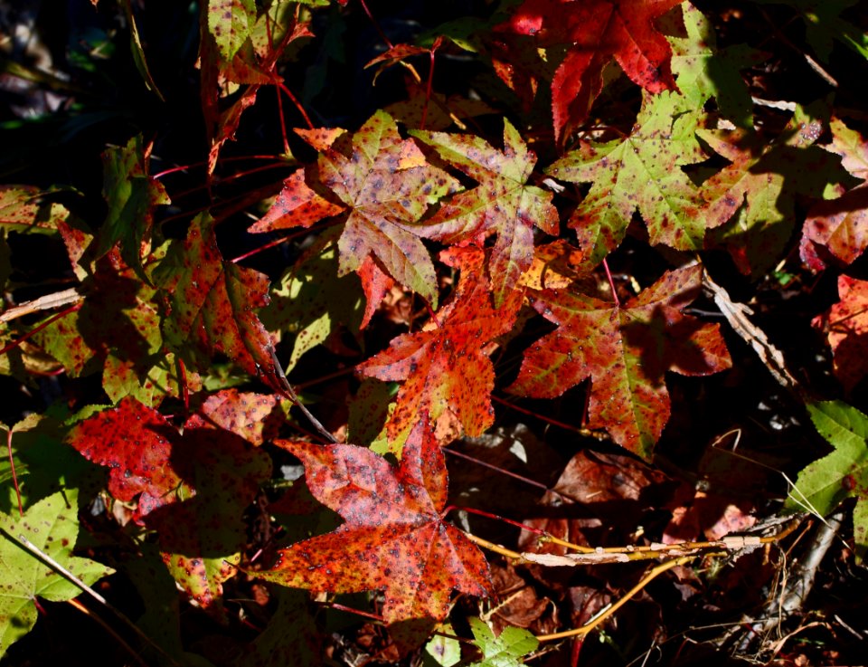 Leaf Plant Autumn Flora