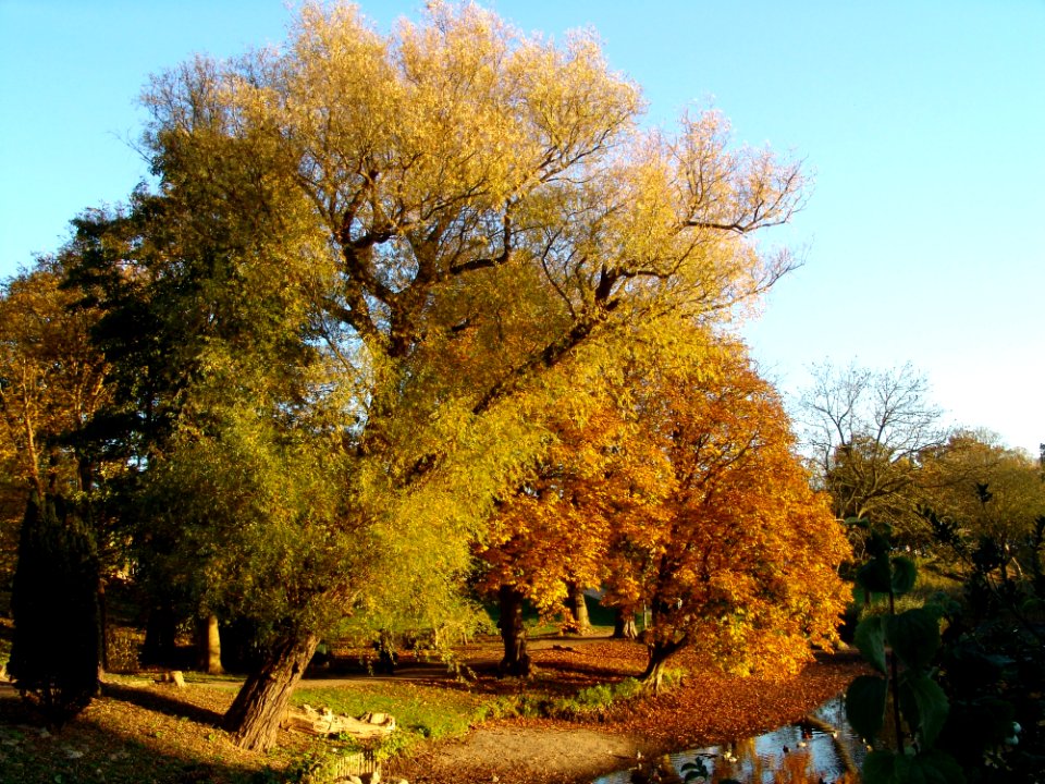 Tree Nature Woody Plant Autumn
