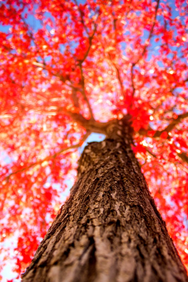 Tree Branch Autumn Woody Plant
