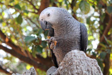 Beak Parrot Fauna Bird photo