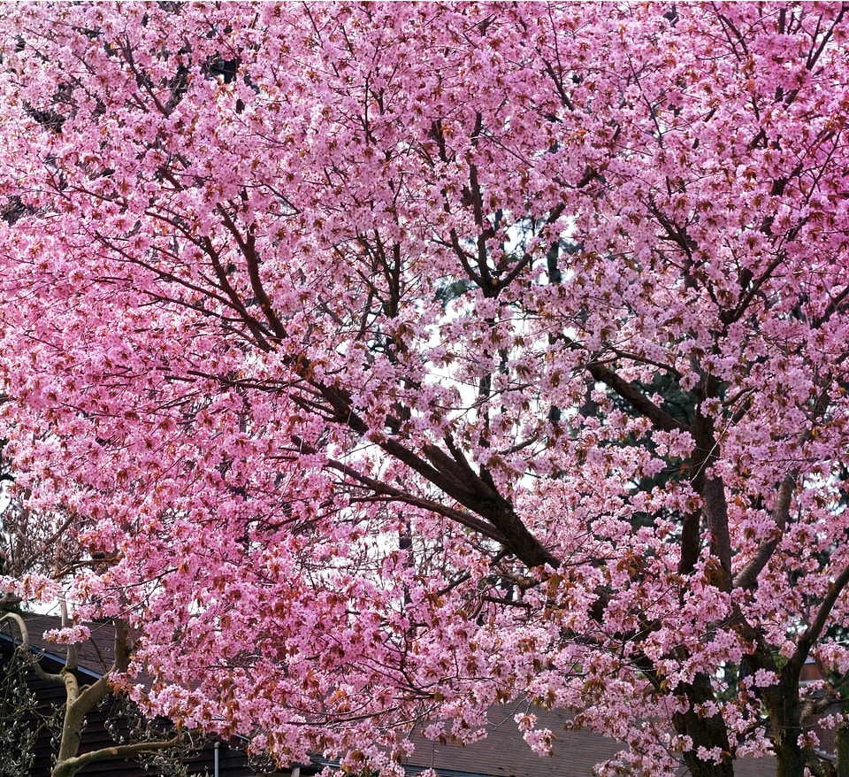 Flowers tree blossoms