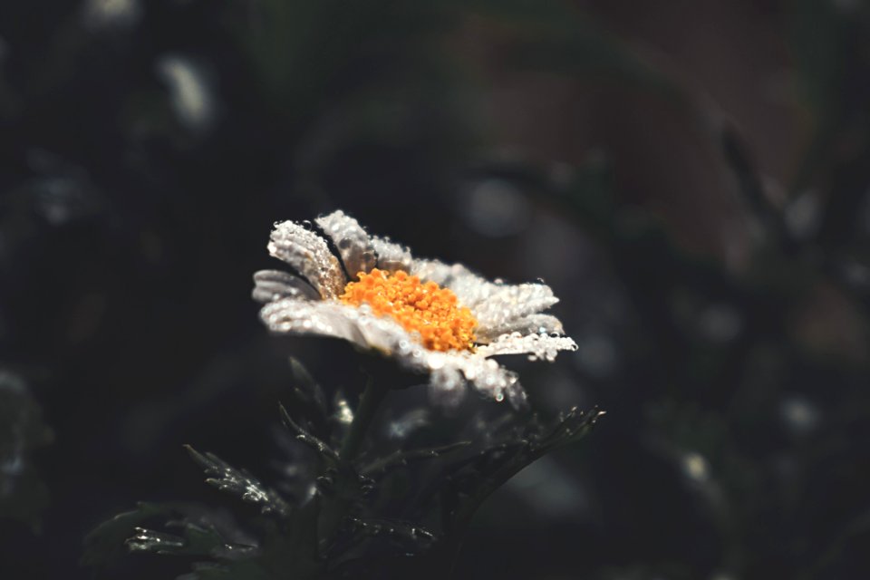Selective Focus Photography Of White Daisy Flower With Water Droplets