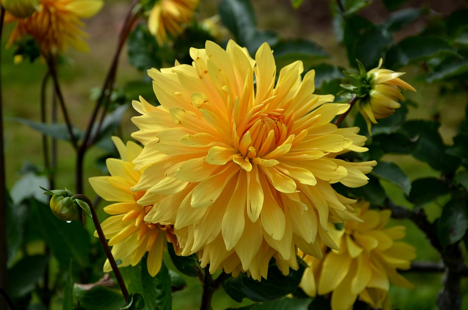 Late summer flower garden blossom