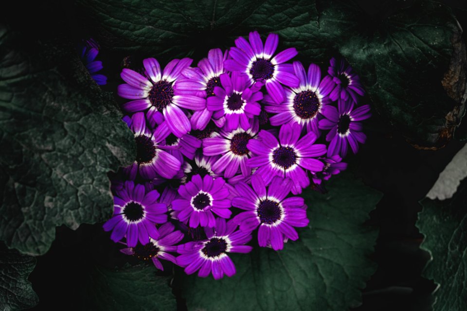 Purple Petaled Flowers