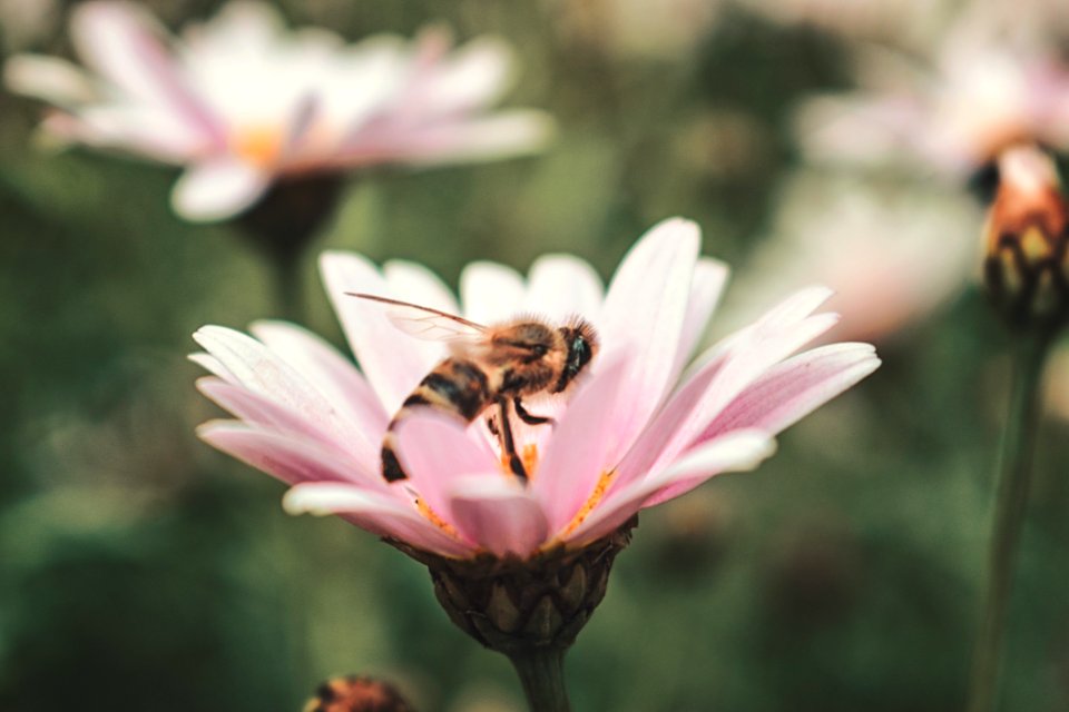 Honeybee On Pink Petaled Flower In Closeup Photo
