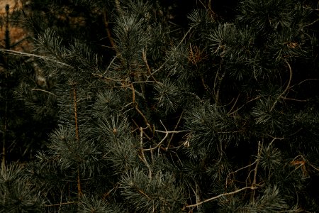 Green Leaves