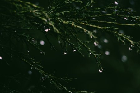 Close-up Photograph Of Grass And Dew