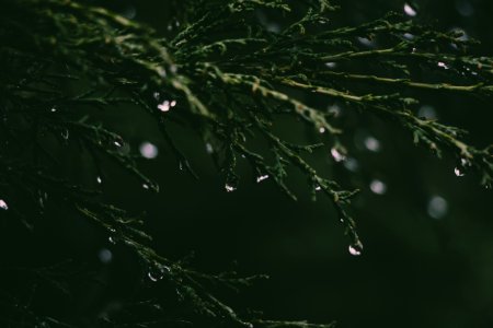 Close-up Photograph Of Grass And Dew photo