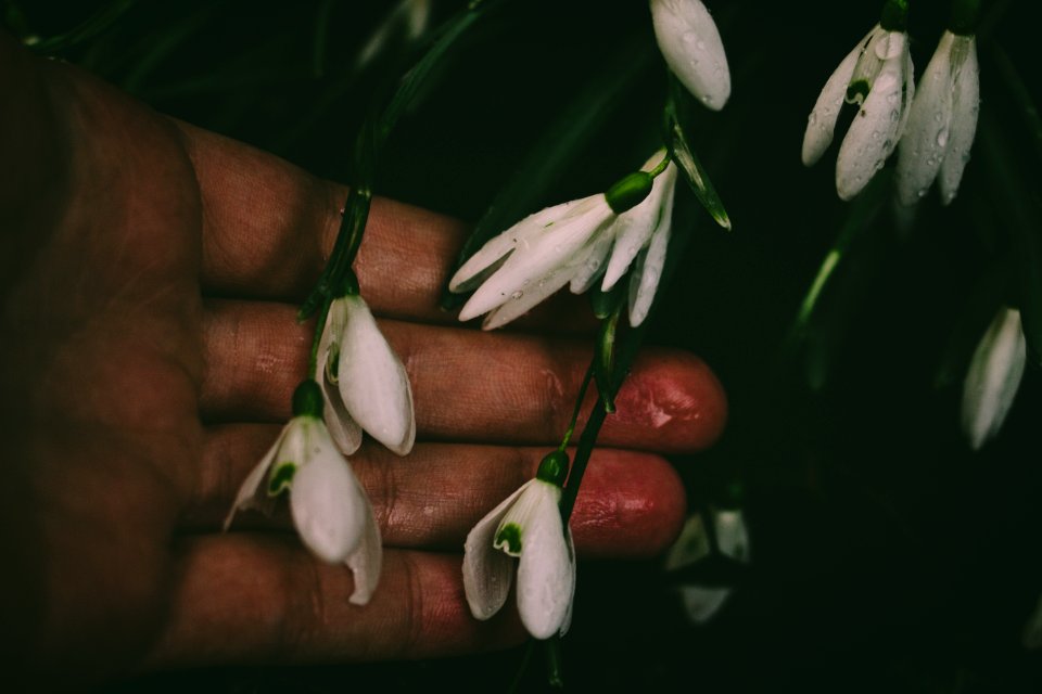 White Petaled Flower On Persons Hand